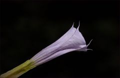 Stechapfelblüte Stechapfelblüte