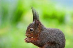 Eichhörnchen Eichhörnchen