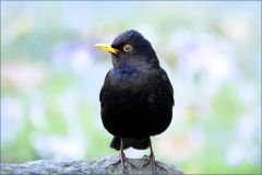Amsel im März Amsel im März