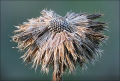 Verwelkte Kugeldistel Verwelkte Kugeldistel