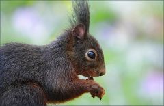 Eichhörnchen Eichhörnchen