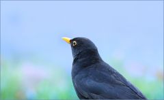 Amsel Amsel