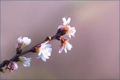 Blütenzweig am Baum der Schneekirsche