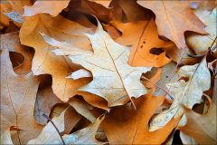 Laub im November Laub im November