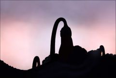 Alpenveilchen Alpenveilchen