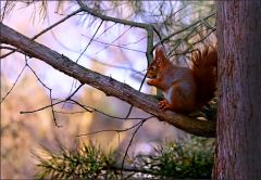 Eichhörnchen Eichhörnchen