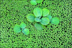 Grüne Teichlinsen Grüne Teichlinsen