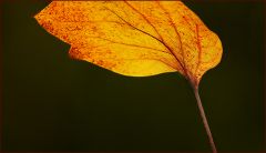 Herbstblatt Herbstblatt