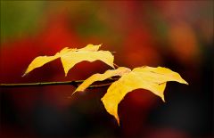 Blattgold2 Blattgold2