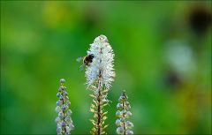 Blütem der Silberkerze Blütem der Silberkerze
