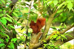 Eichhörnchen