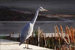 Fischreiher Fischreiher