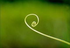 Schlingpflanze Schlingpflanze