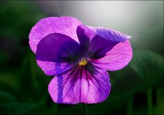 Stiefmütterchen Stiefmütterchen