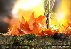 Bätter auf einer Mauer