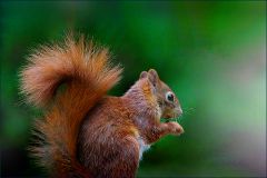 Eichhörnchen
