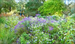 Herbstblumen am Waldrand