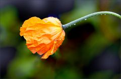 Islandmohn mit Regentropfen