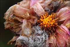 Verwelkende Dahlie Verwelkende Dahlie