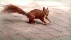 Eichhörnchen Eichhörnchen
