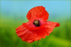 Mohn