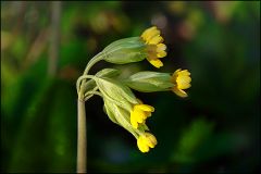 Schlüsselblume