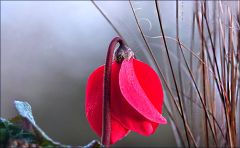 Alpenveilchen Alpenveilchen