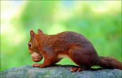 Eichhörnchen Eichhörnchen