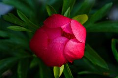 Geschlossene Pfingstrose Geschlossene Pfingstrose