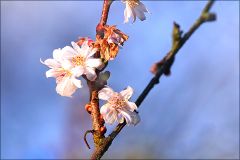 Blüten am Baum der Schneekirsche