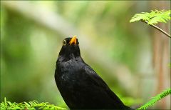 Amsel Amsel
