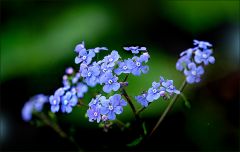 Vergissmeinnicht Vergissmeinnicht