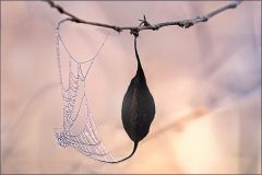 Baumsamen an einem Zweig Baumsamen an einem Zweig