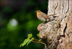 Rotkehlchen Rotkehlchen