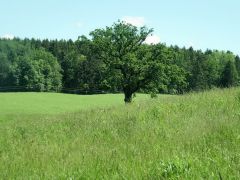 Baum im Mai Baum im Mai