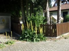 Königskerze Königskerze