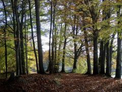 Blätterwald Blätterwald