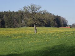 Baum im Mai Baum im Mai