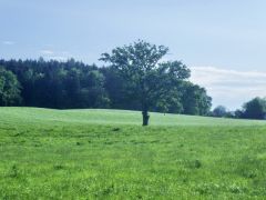 Baum im Mai Baum im Mai