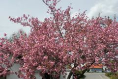 Wildkirsche Wildkirsche