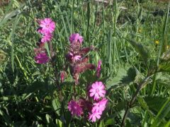 rosa Waldblumen rosa Waldblumen