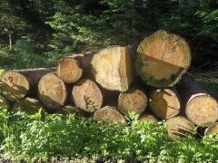 Baumstämme Baumstämme