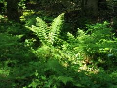 Maiengrün Maiengrün