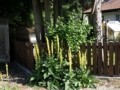 Königskerze Königskerze