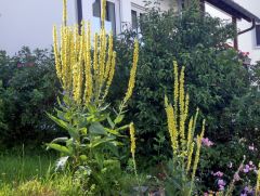 Königskerzen Königskerzen