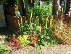 Sommeridyll Sommeridyll