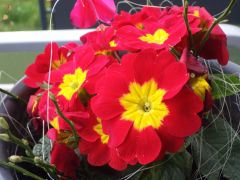 Frühlingserwachen Frühlingserwachen