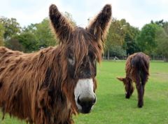 Tierpark Zottelesel