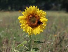 Sonnenzeit...