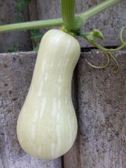 Ding dong